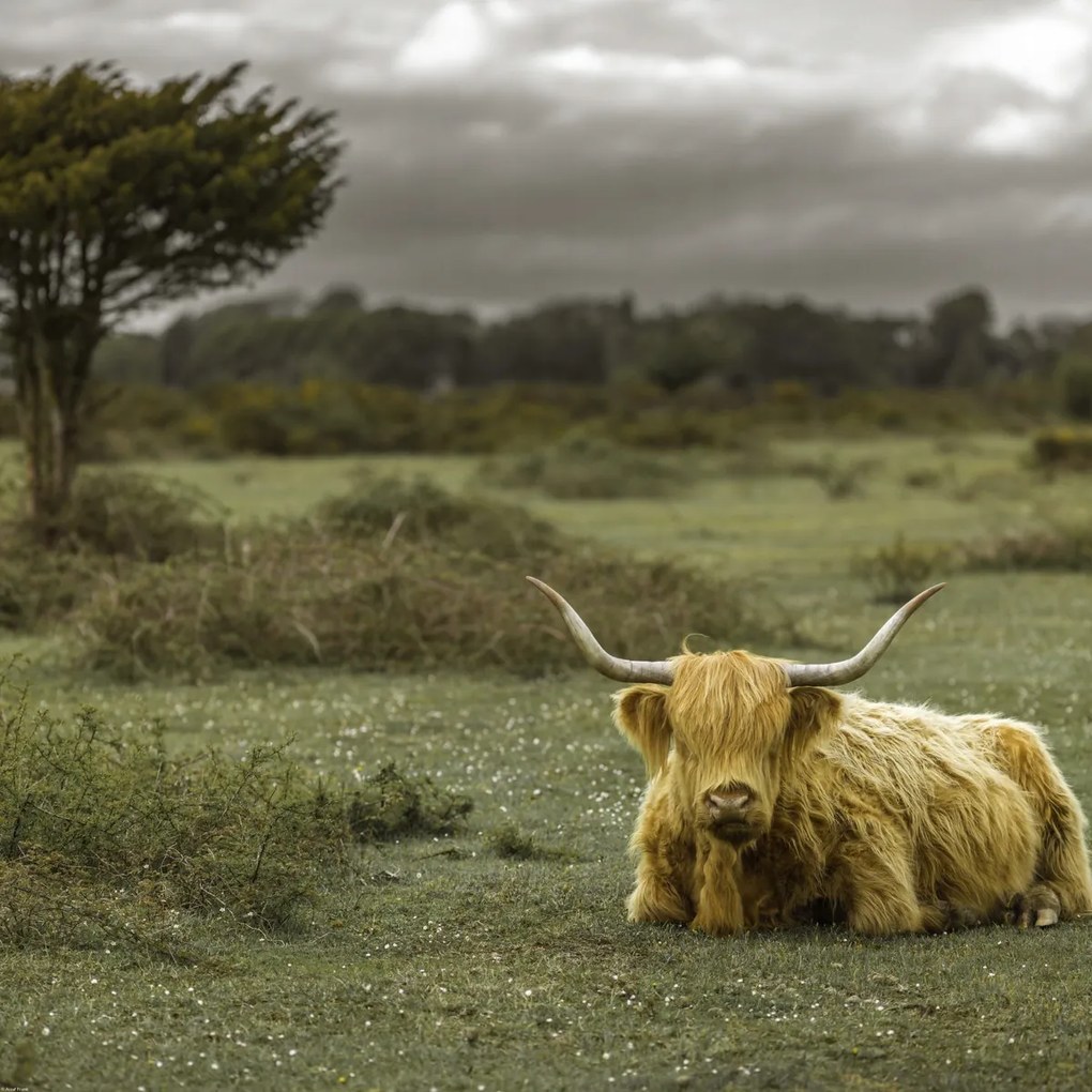 Poszter 70x70cm Tehén a faluban 2, Assaf Frank
