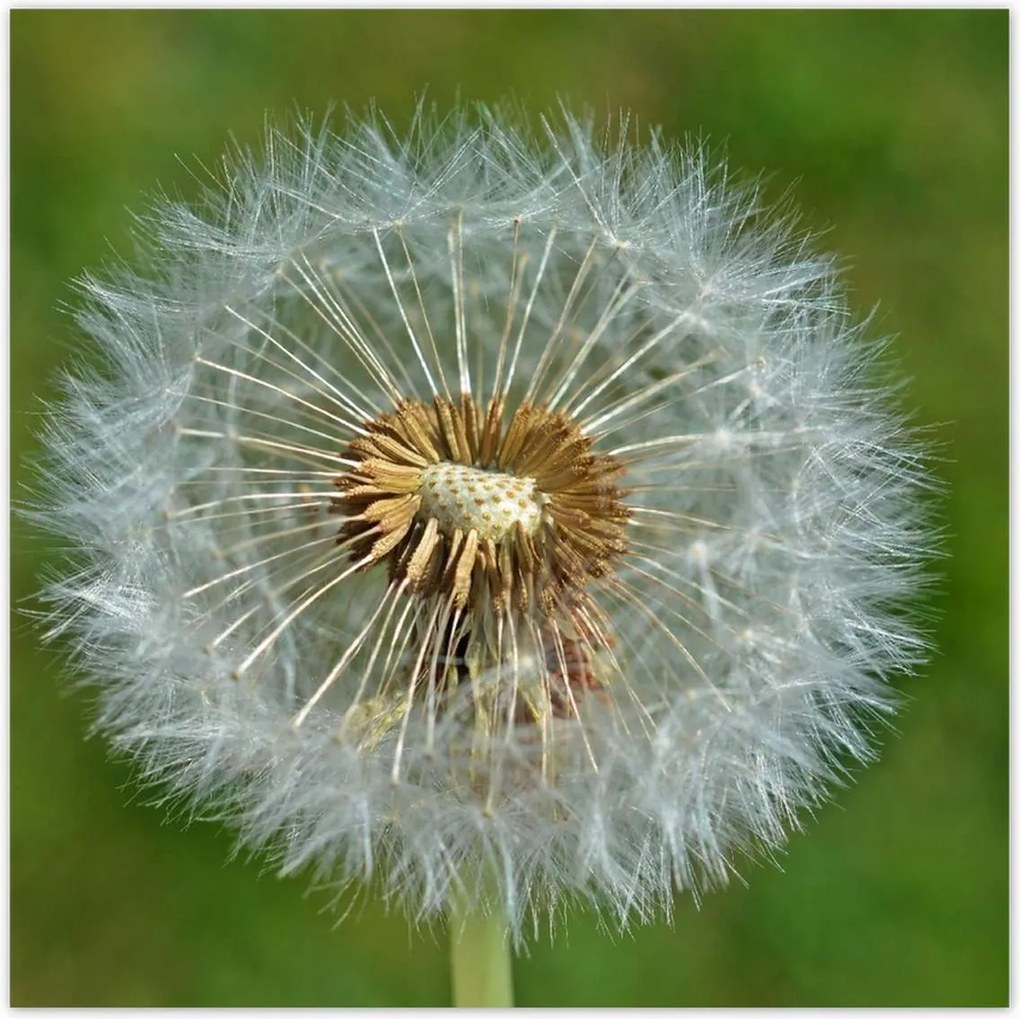 Poszterek 100x100 Pitypang Virág Virágok