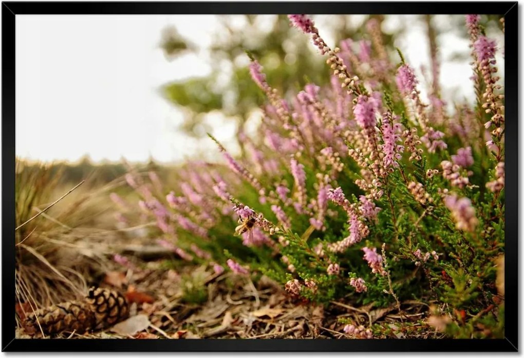 Poszterek keretben 60x40 Erdei láp
