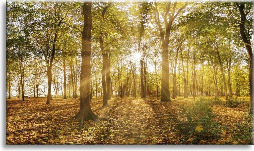 Vászonkép Nap a fák között az erdőben 70x50 cm Ideális ajándék