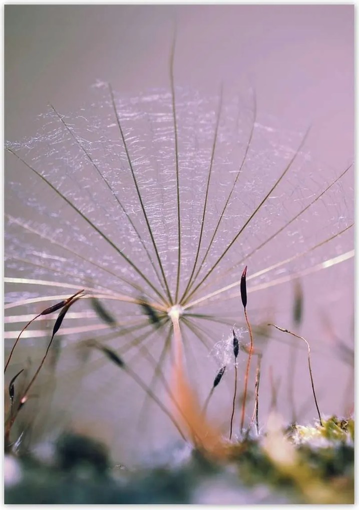 Poszterek 70x100 Pitypang pitypang