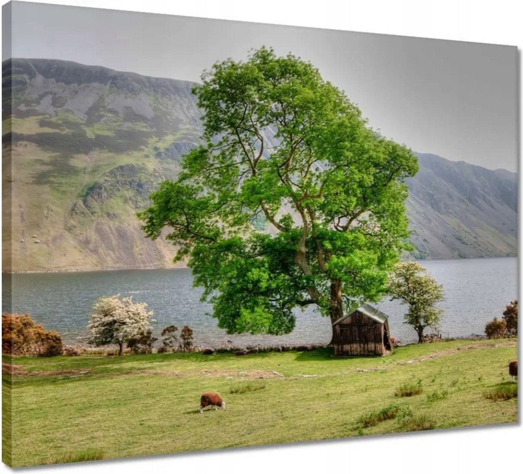 Vászonkép 50x40 Erős fa