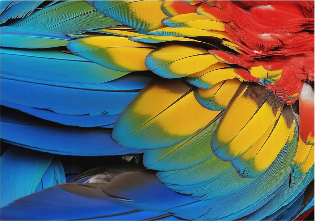 Fotótapéta Flizelin Dekoratív Iroda Szivárvány tollak 208x146 Ragasztó