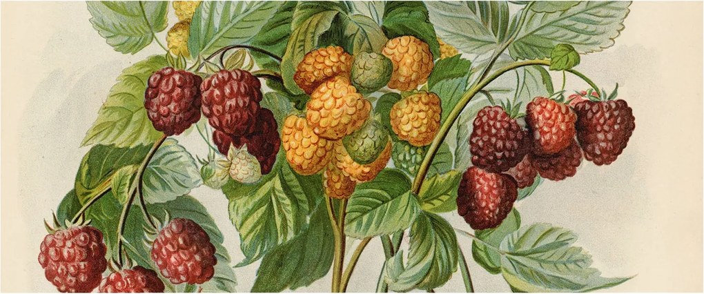 Flizelin fotótapéta Flizelin Design Klasszikus málna 250x104