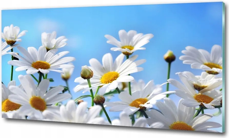 Fotó üvegkép Pitypang magok 100x70