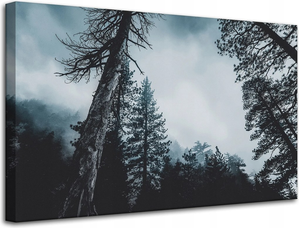Vászonkép Természet Korona Fák Erdő 80x50 cm