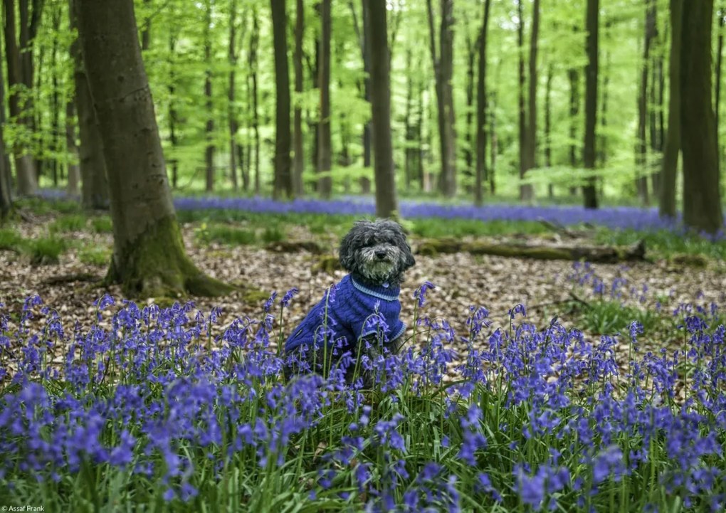 Poszter 29,7x21cm Kutya az erdőben kék csengettyűkkel körülvéve, Assaf Frank