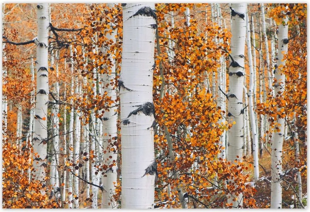 Poszterek 155x105 Őszi táj Nyírfa