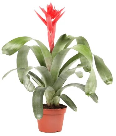 IBH LÁNDZSARÓZSA CS:14CM AECHMEA
