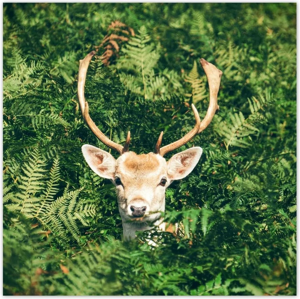 Poszterek 30x30 Szarvas felszarvazott