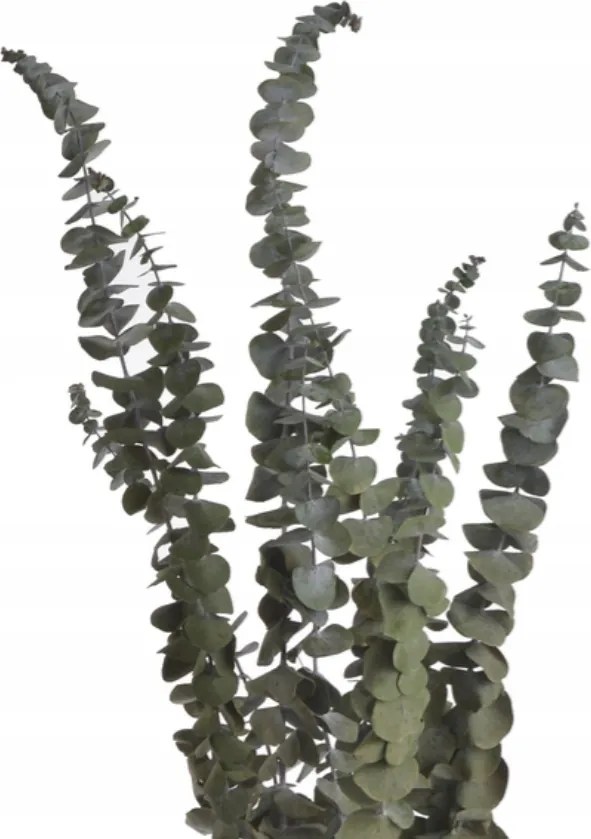 Eukaliptusz szárított natúr Dekorációs ágak 60 cm Stabilizált csokrok