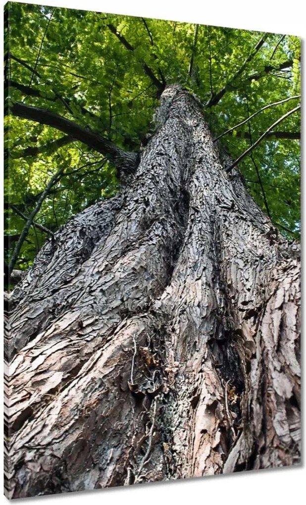 Vászonkép 70x100 Fa Kilátás