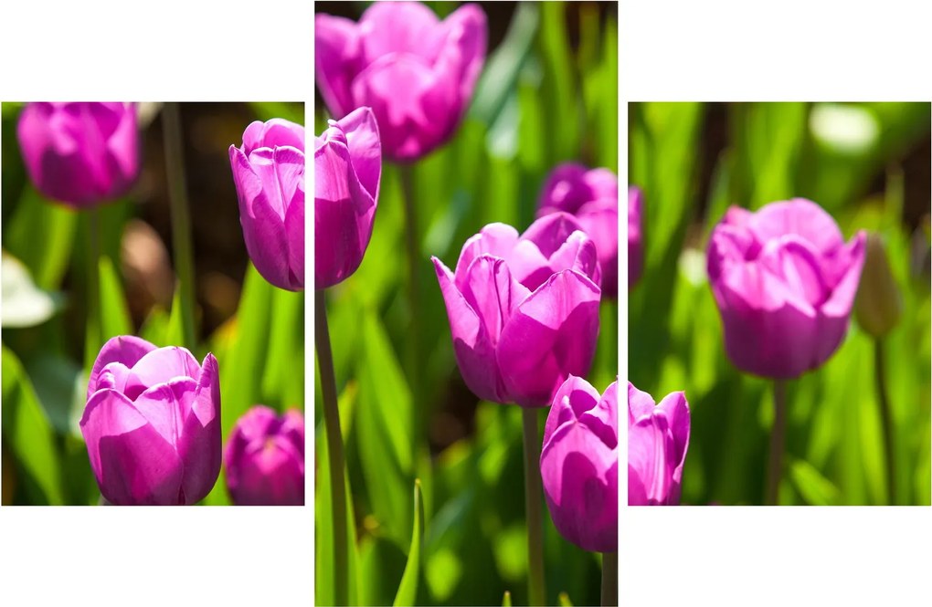 Tulipánok a réten képe (90x60 cm)