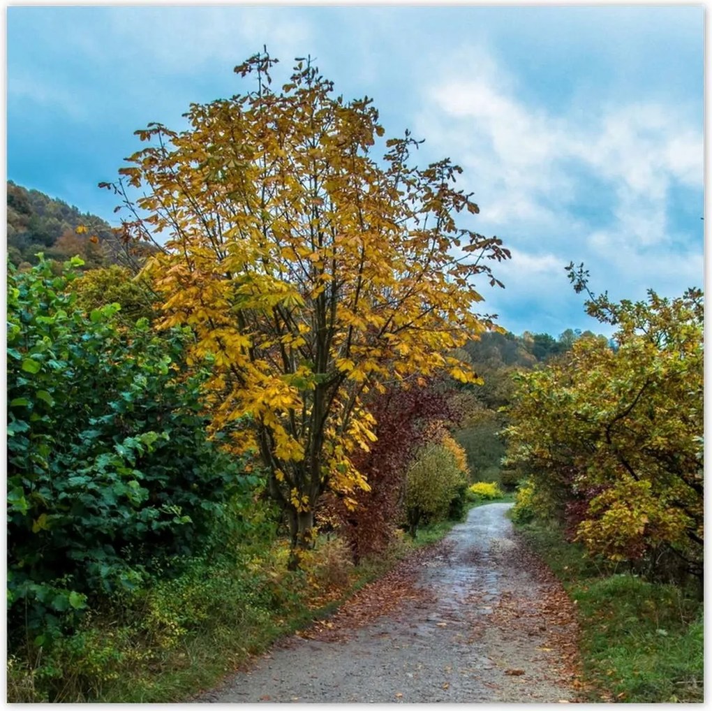 Poszterek 30x30 Őszi fák