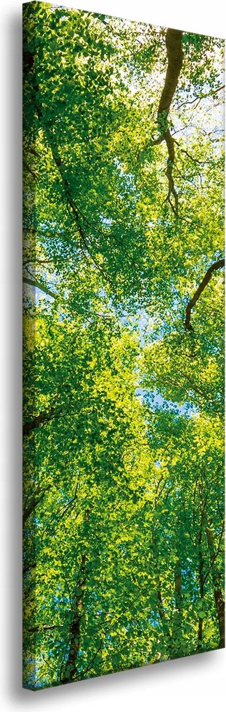 Vászonkép Fák Levelek Természet Erdő Tavasz 40x120 cm