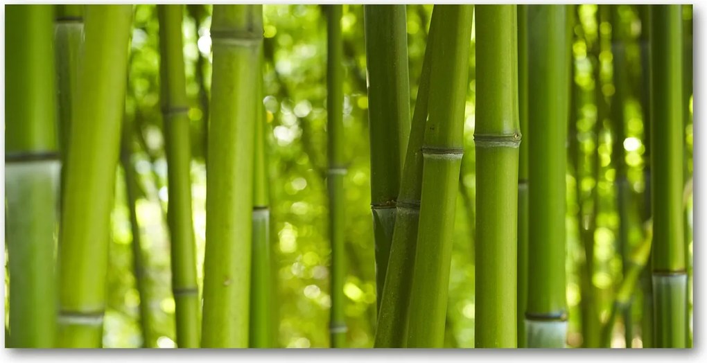 Fotó vászonkép edzett üveg Bambusz 140x70