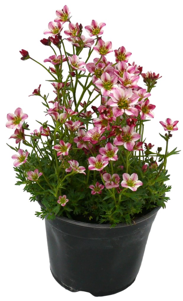 Kőtörőfű cs:11cm Saxifraga