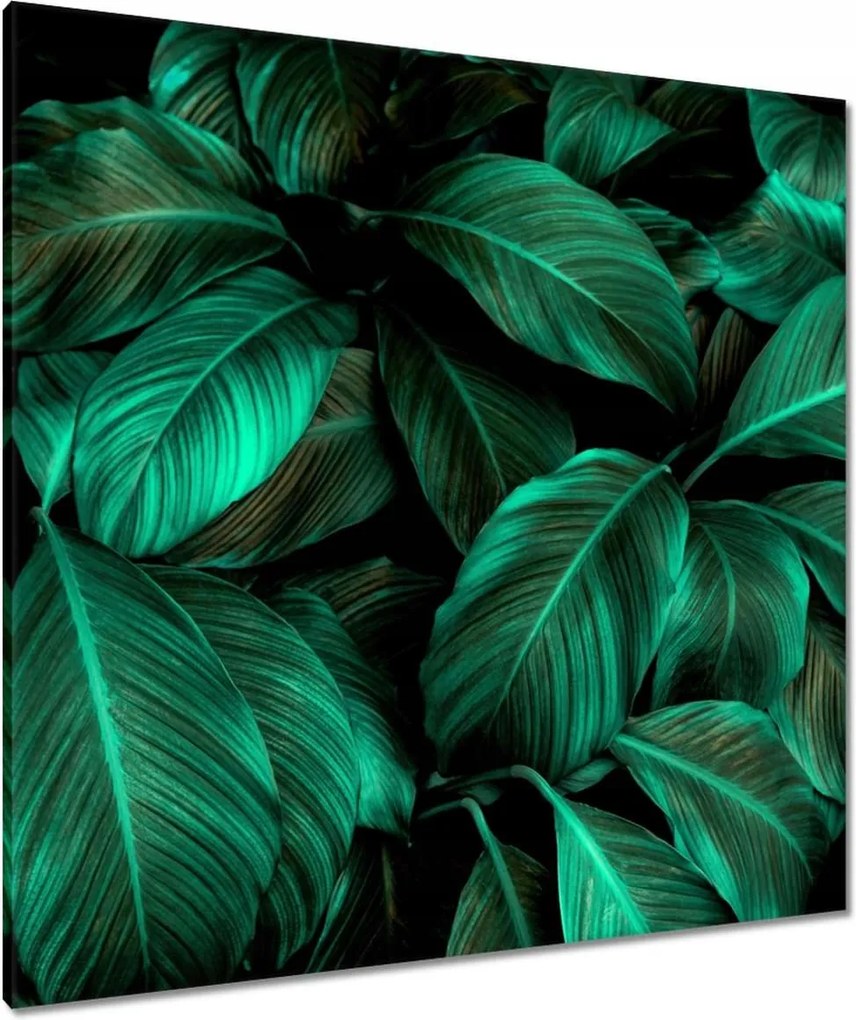 Vászonkép 90x90 Gyönyörű türkiz levelek