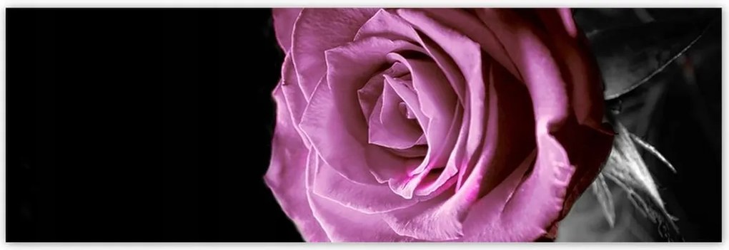 Poszterek 200x66 Lila rózsa