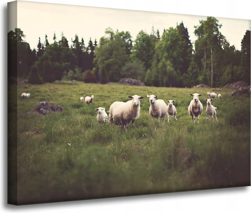 Vászonkép Természet Bárányok a legelőn 70x50