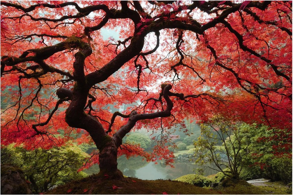 Red Japanese Maple, Portland, Oregon képe (90x60 cm)