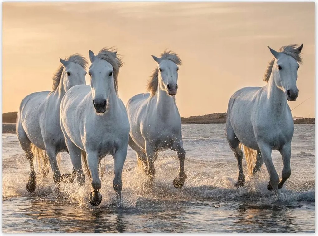 Poszterek 135x100 Vad lovak Wild Horses