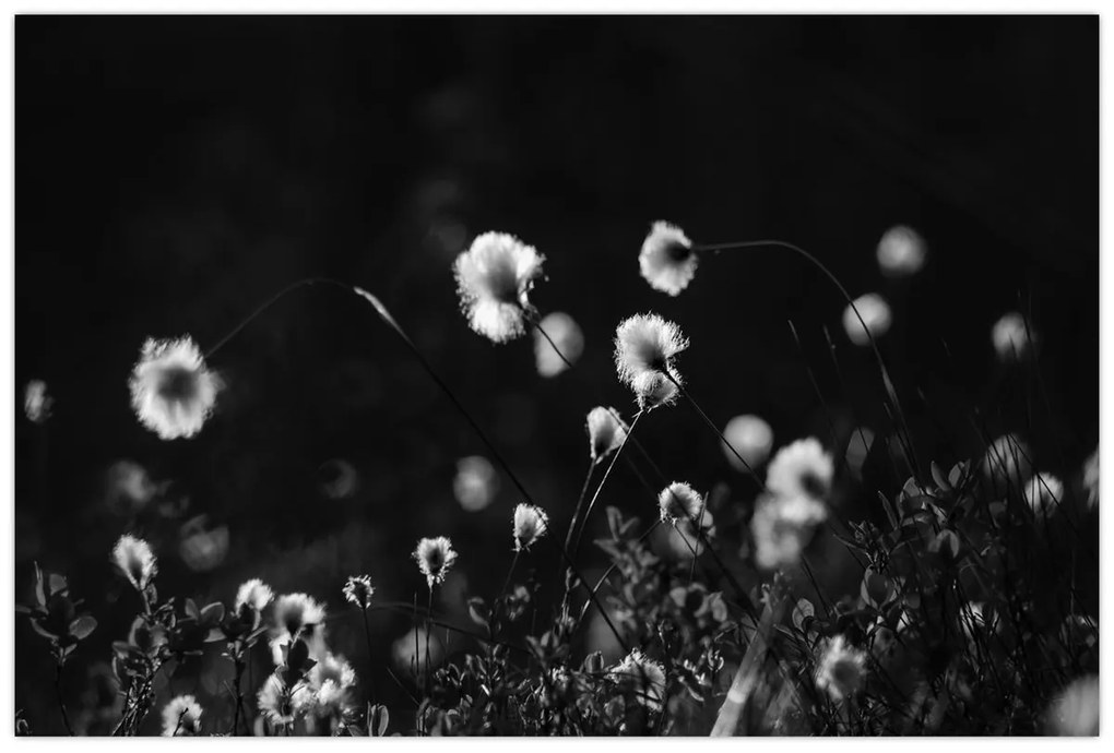 Kép - Gyapotfűvel borított rét N⁰1 (90x60 cm)