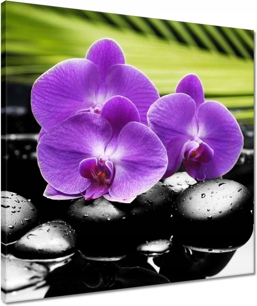 Vászonkép 50x50 Lila orchideák