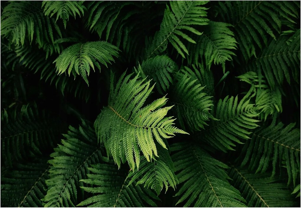 Fotótapéta Zöld Páfránylevelek Növények 416x254