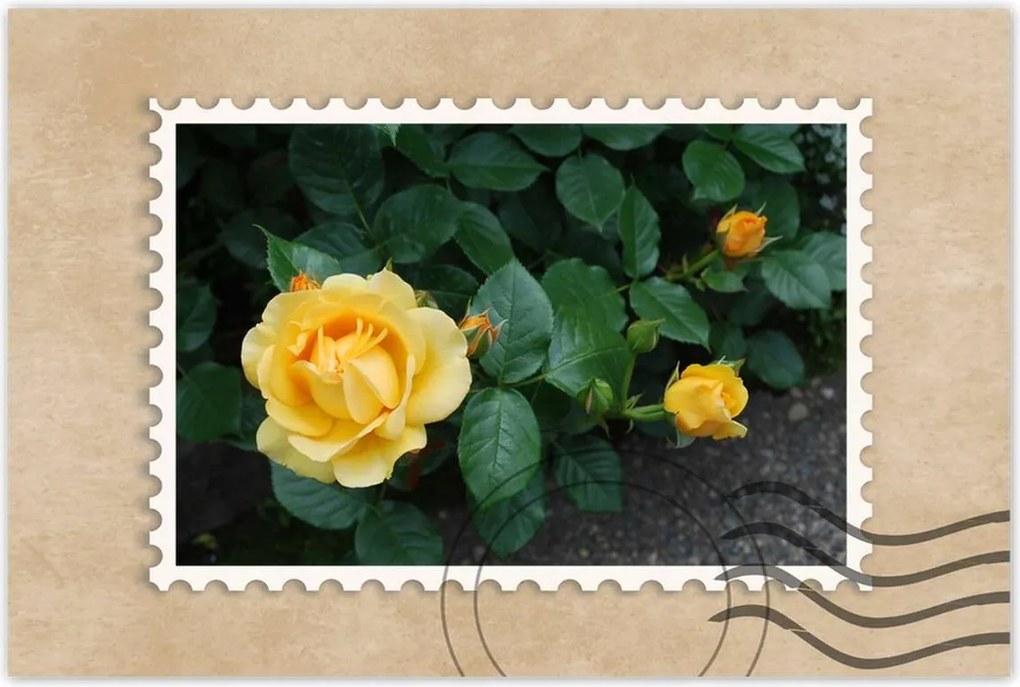 Poszterek 90x60 Sárga rózsa