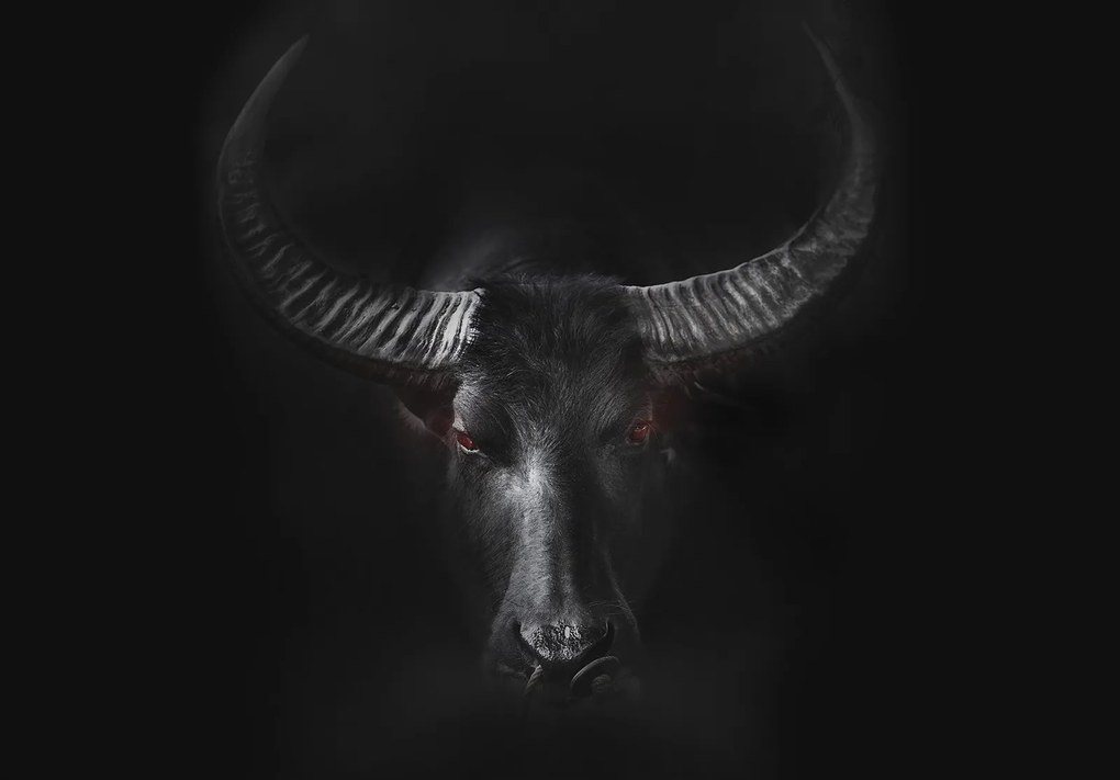 Tapéta Bivalyok Erő Karakter az étlapon Akcentus a falon 416x290 +ragasztó