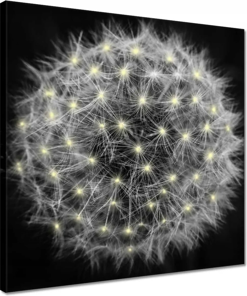 Vászonkép 40x40 Pitypang Virág Virágok