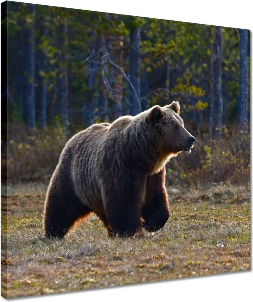 Vászonkép 40x40 Állatok