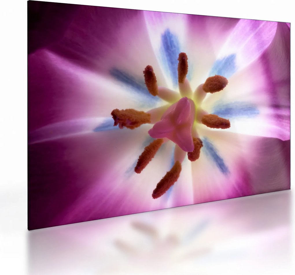 Kép - Tulipán virág részletesen (üvegen) (70x50 cm)