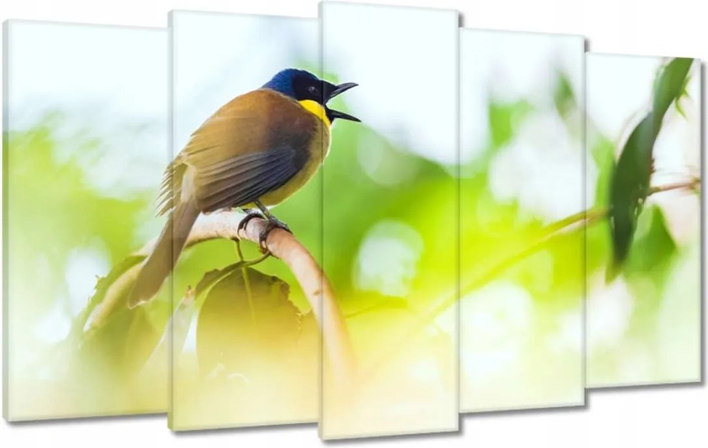 Vászonkép 100x60 Madarak