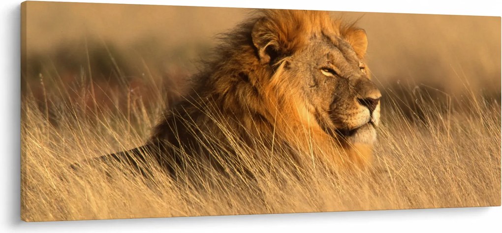 Kép - Etosha Nemzeti Park (120x50 cm)