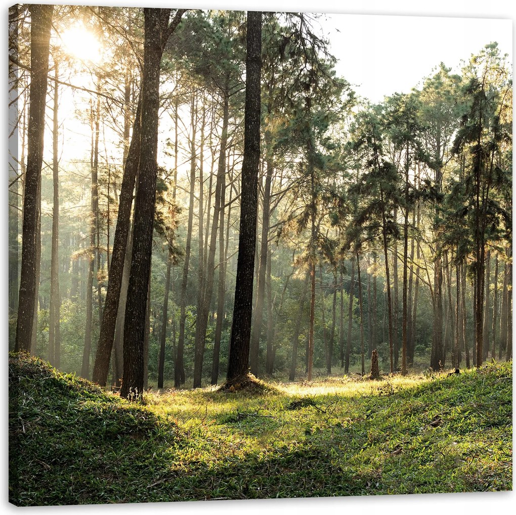 Vászonkép Erdő Fák Nap Természet 90X90 cm Ajándéknak is tökéletes