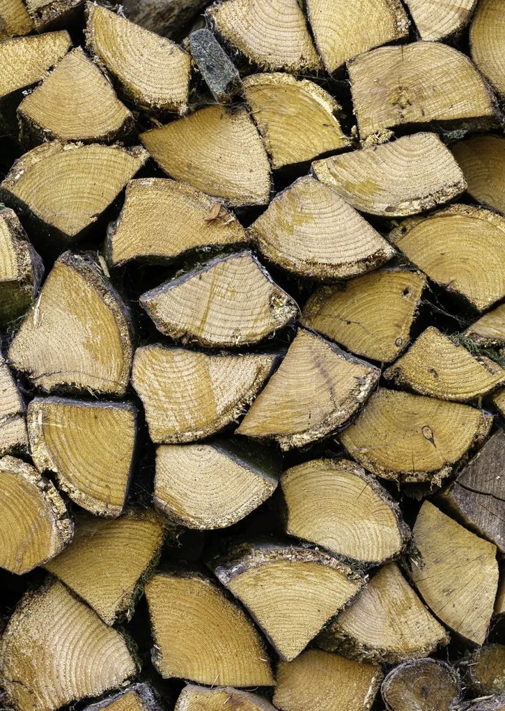 Poszter 64x90cm Fa rönkök, Assaf Frank