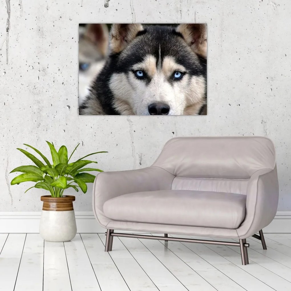 Husky kutya kép (üvegen) (70x50 cm)