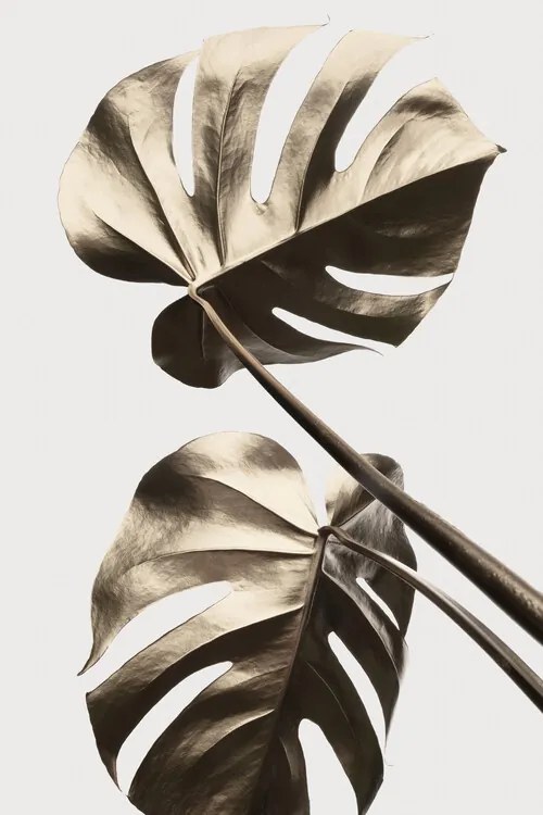 Illusztráció Monstera Gold 08, Studio Collection