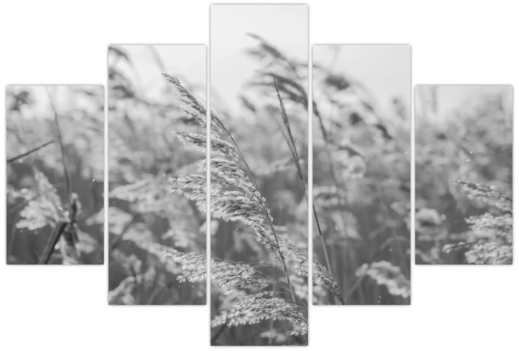 Kép - Fű a szélben (150x105 cm)