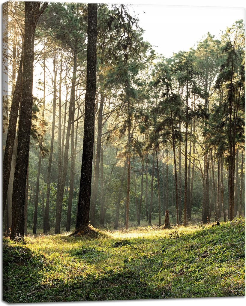 Vászonkép Erdő Fák Nap Természet 40x50 cm