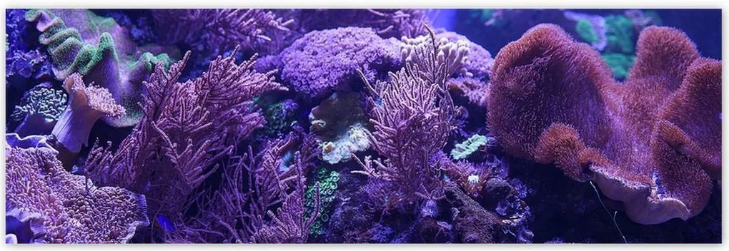 Poszterek 200x66 Víz alatti tengeri világ