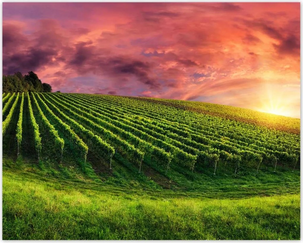 Poszterek 50x40 Szőlőbirtok Tájkép