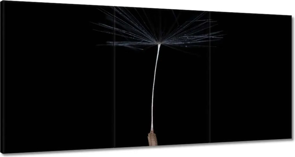 Vászonkép 180x90 Pitypang Virág Virágok