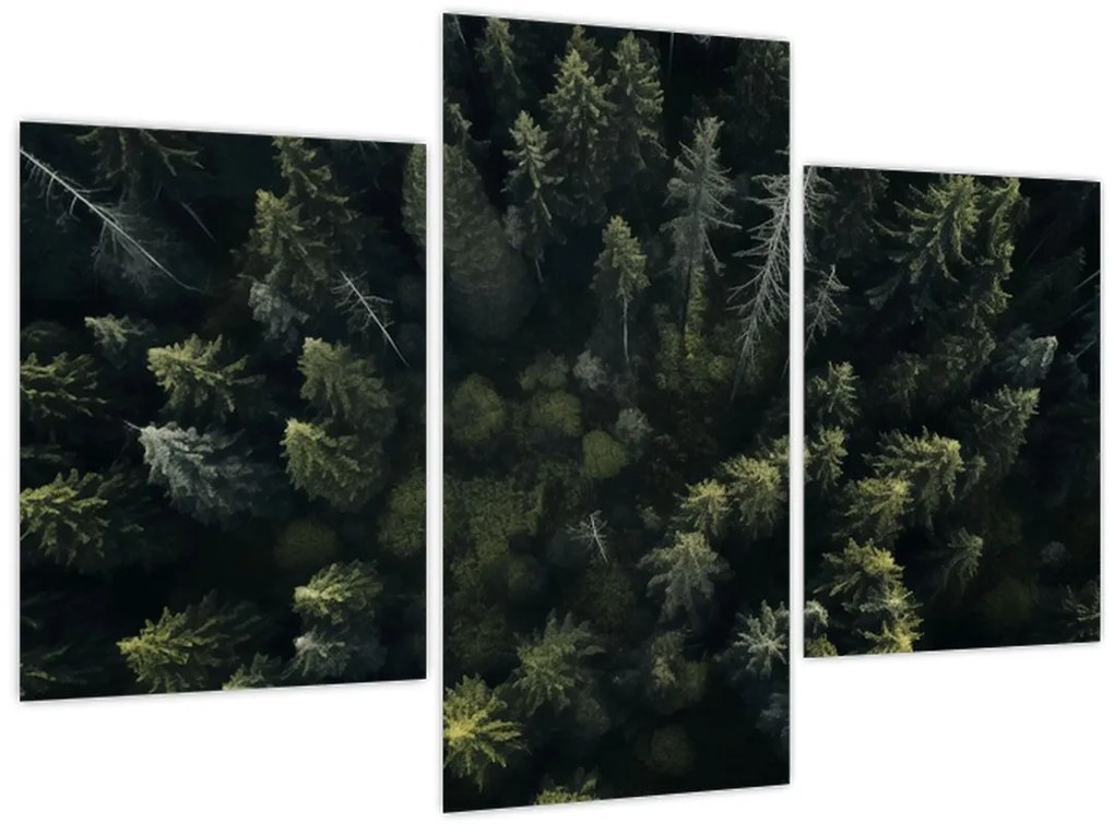 Kép - Forest (90x60 cm)