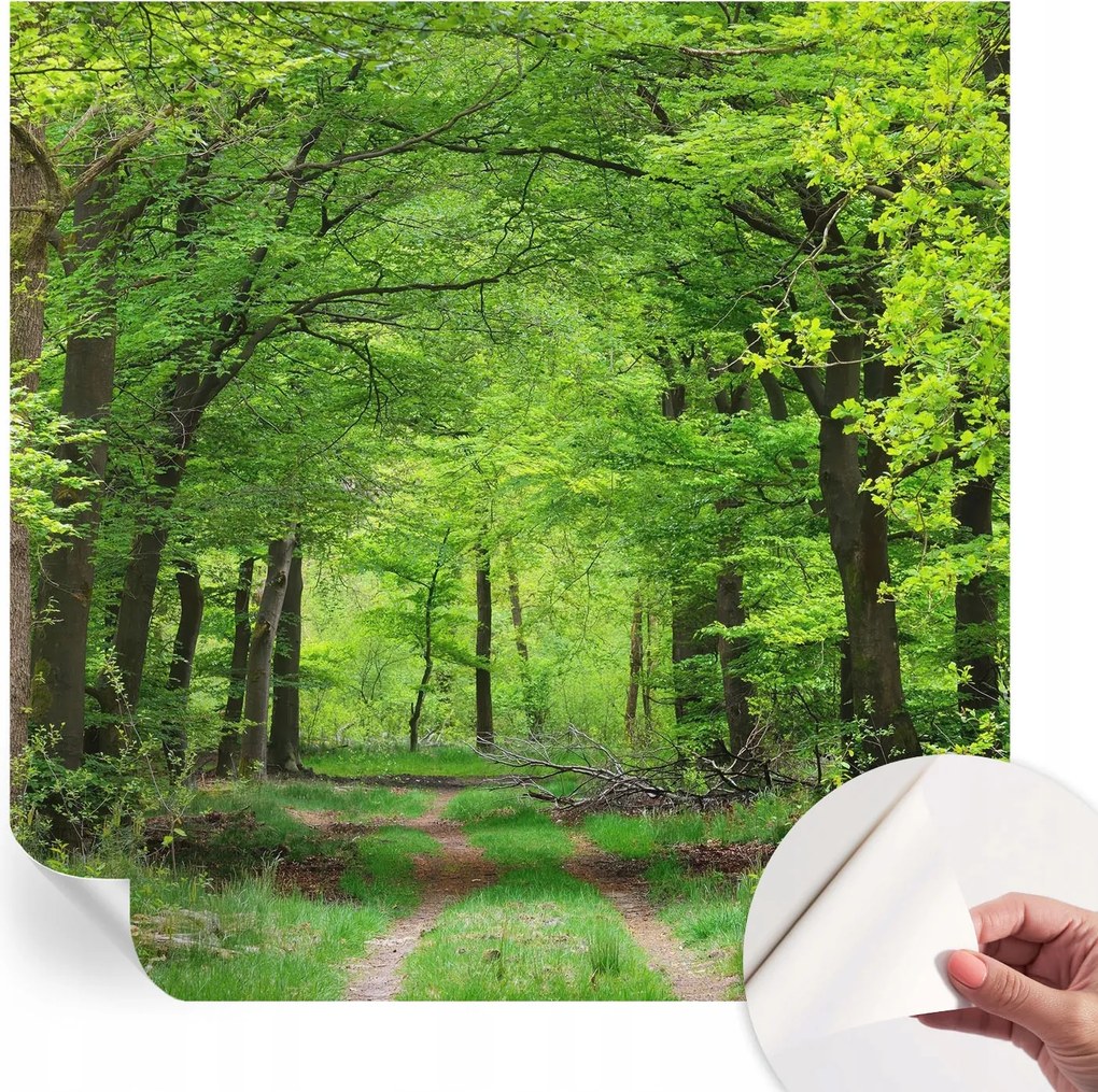Öntapadós tapéta Divatos 3D fali ragasztóval Erdei ösvény 250x250 cm