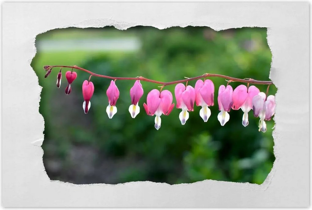 Poszterek 120x80 Mária szíve