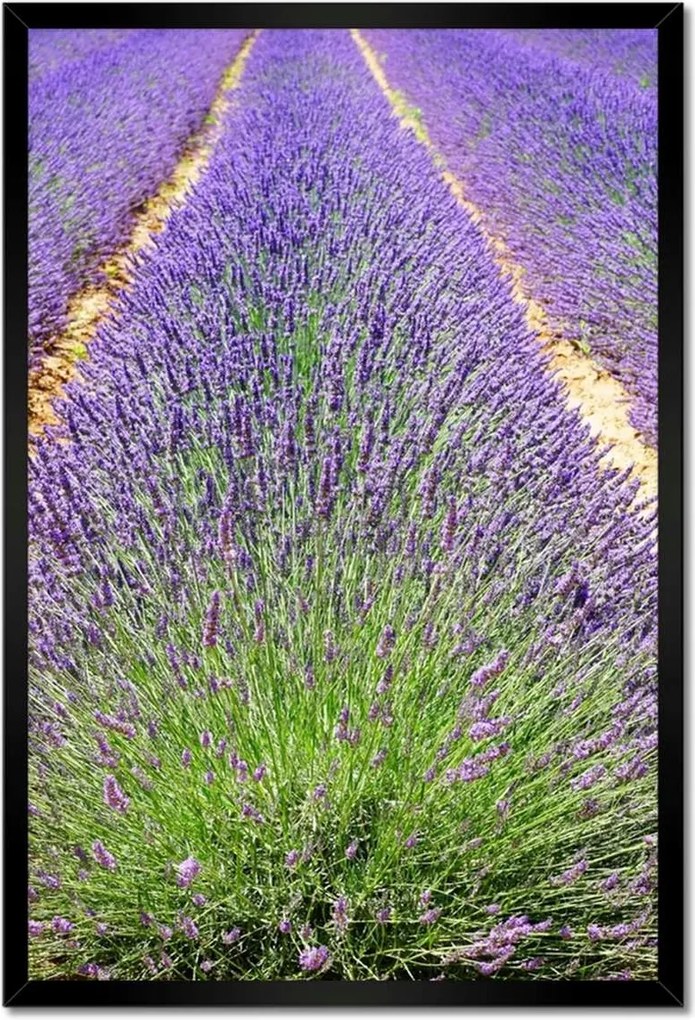 Poszterek keretben 40x60 Levendula