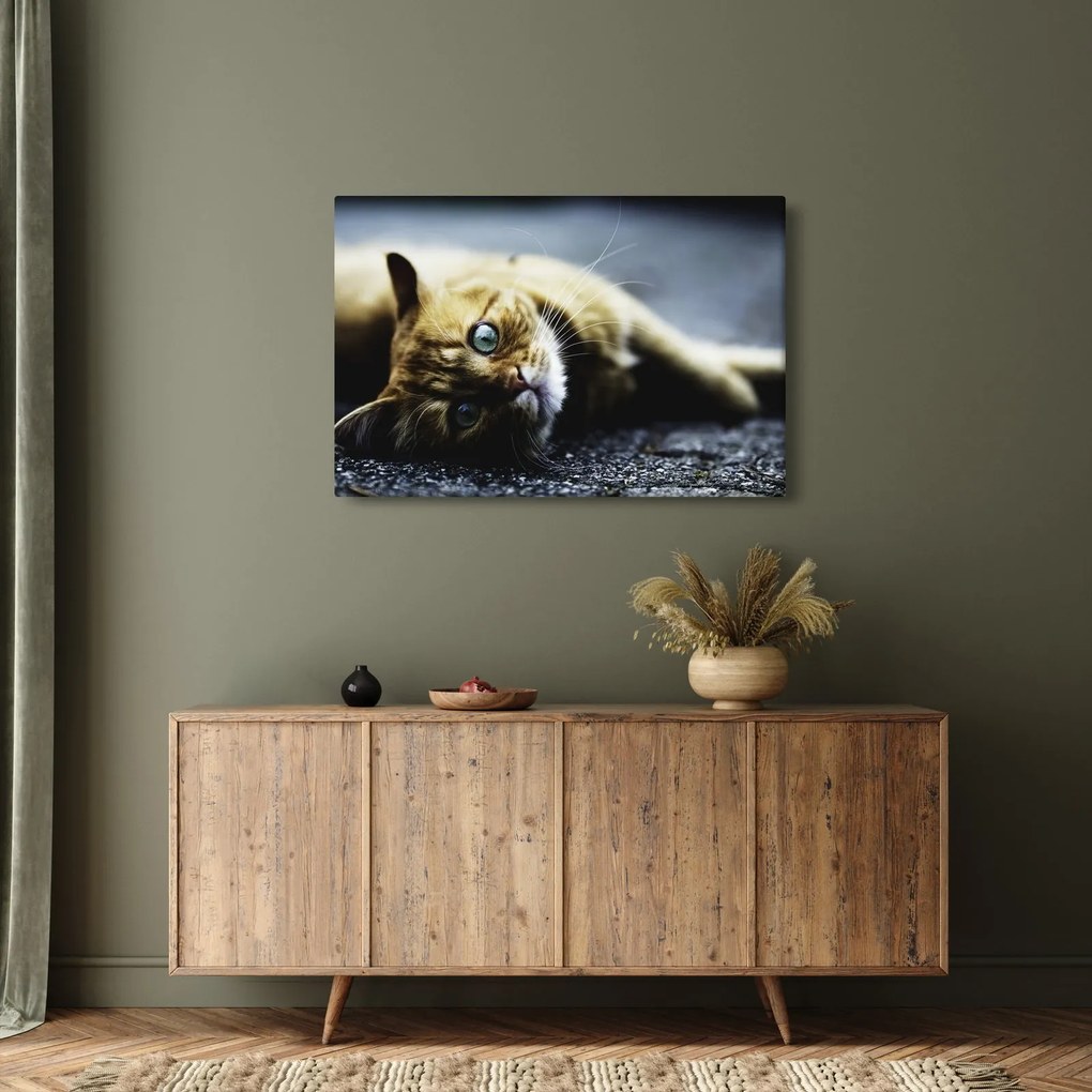 Macska képe (90x60 cm)